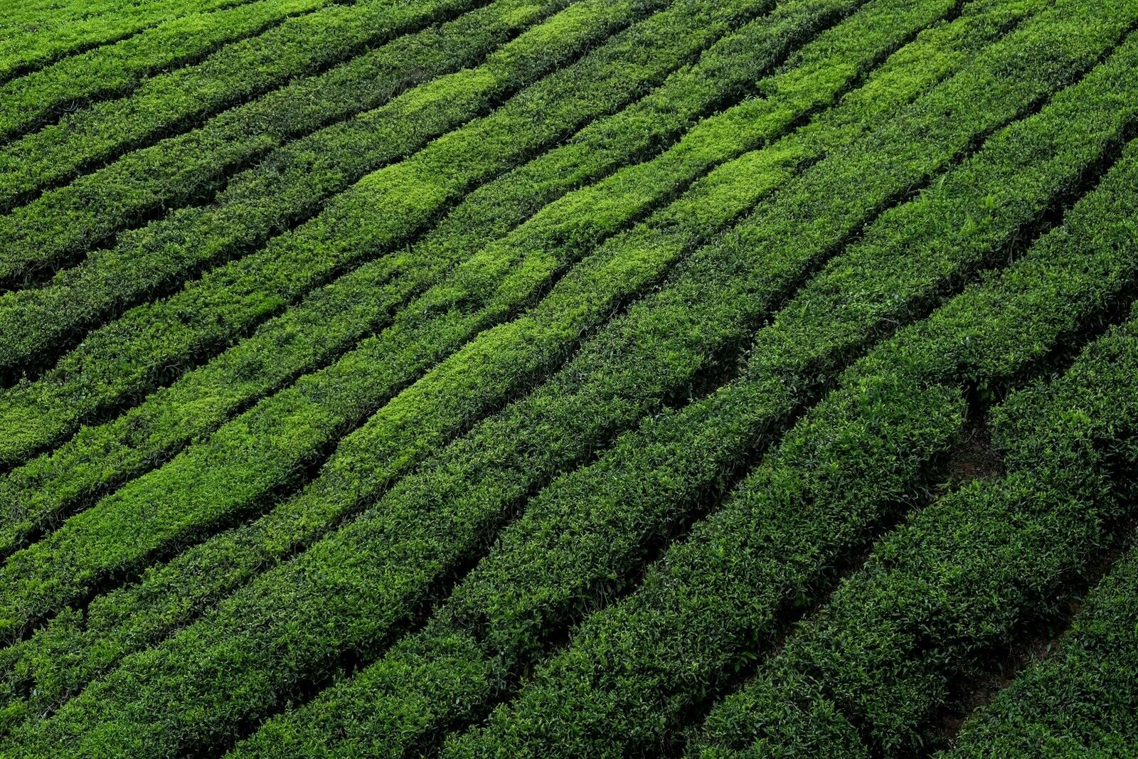 Rows of vibrant green tea bushes planted along a sloping hillside